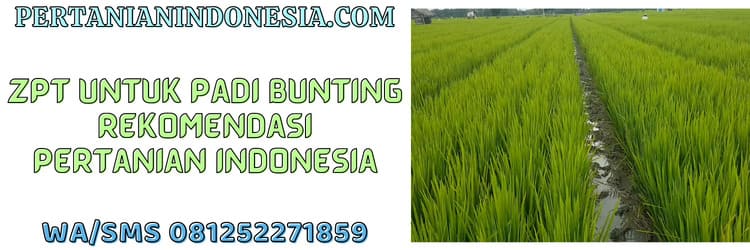 zpt,padi,bunting,padi bunting,pertanian indonesia
